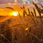 Triticum